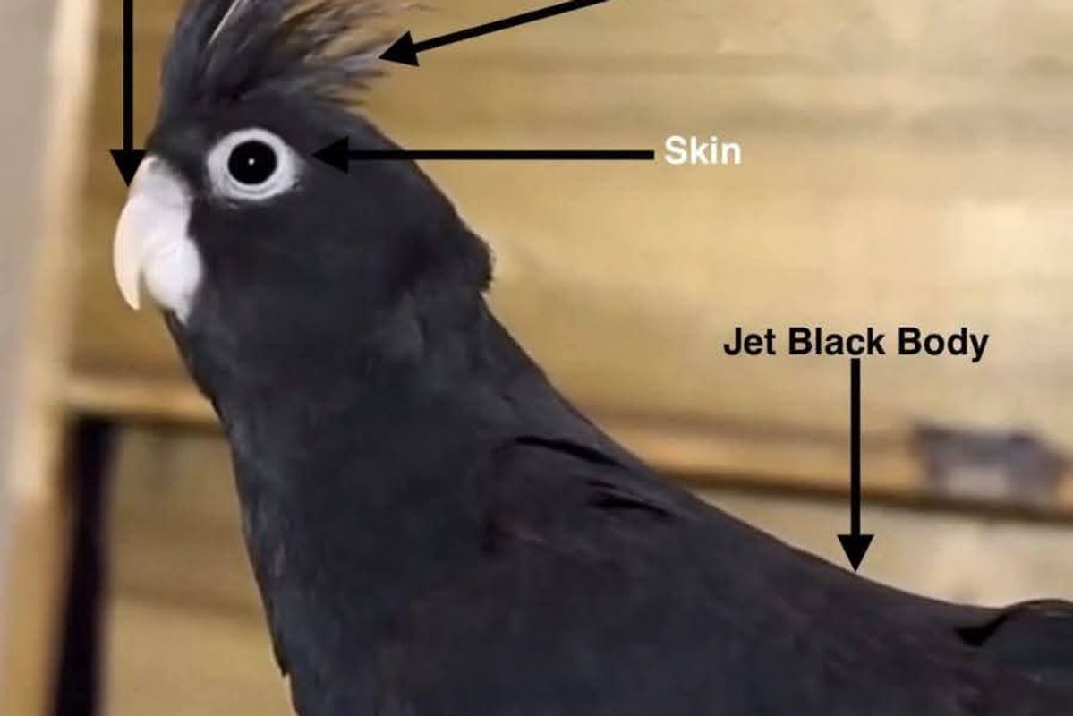 The So-Called “Jet Black Cockatiel”