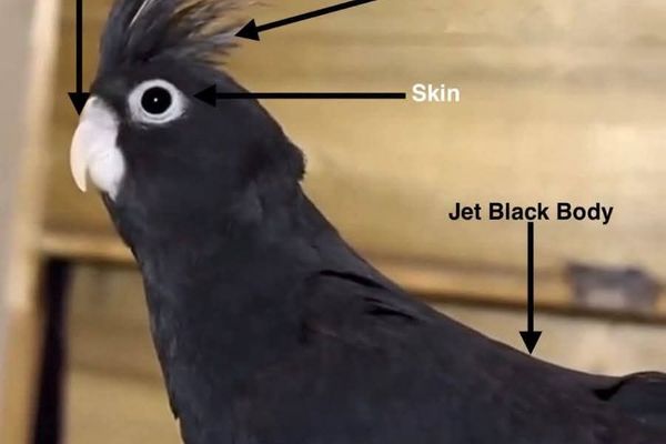 The So-Called “Jet Black Cockatiel”