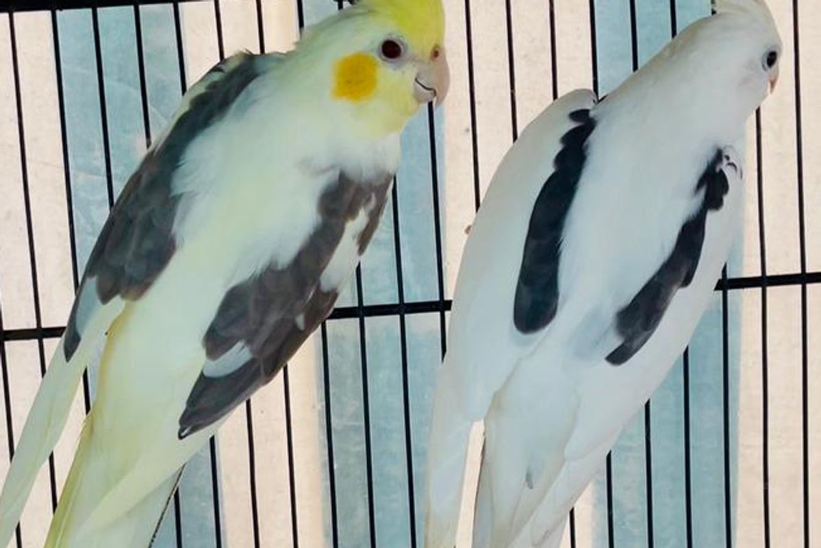 When should you get a breed from Cockatiel birds?