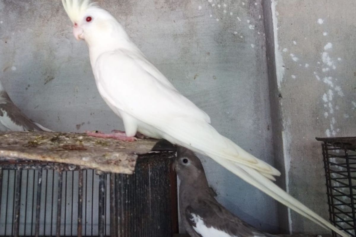 HOW TO BUY, SELL & MARKET COCKATIELS THE RIGHT WAY