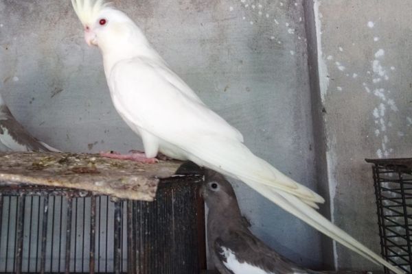 HOW TO BUY, SELL & MARKET COCKATIELS THE RIGHT WAY