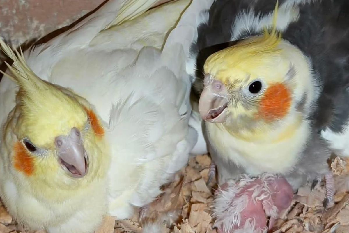 COCKATIELS IN PAKISTAN
