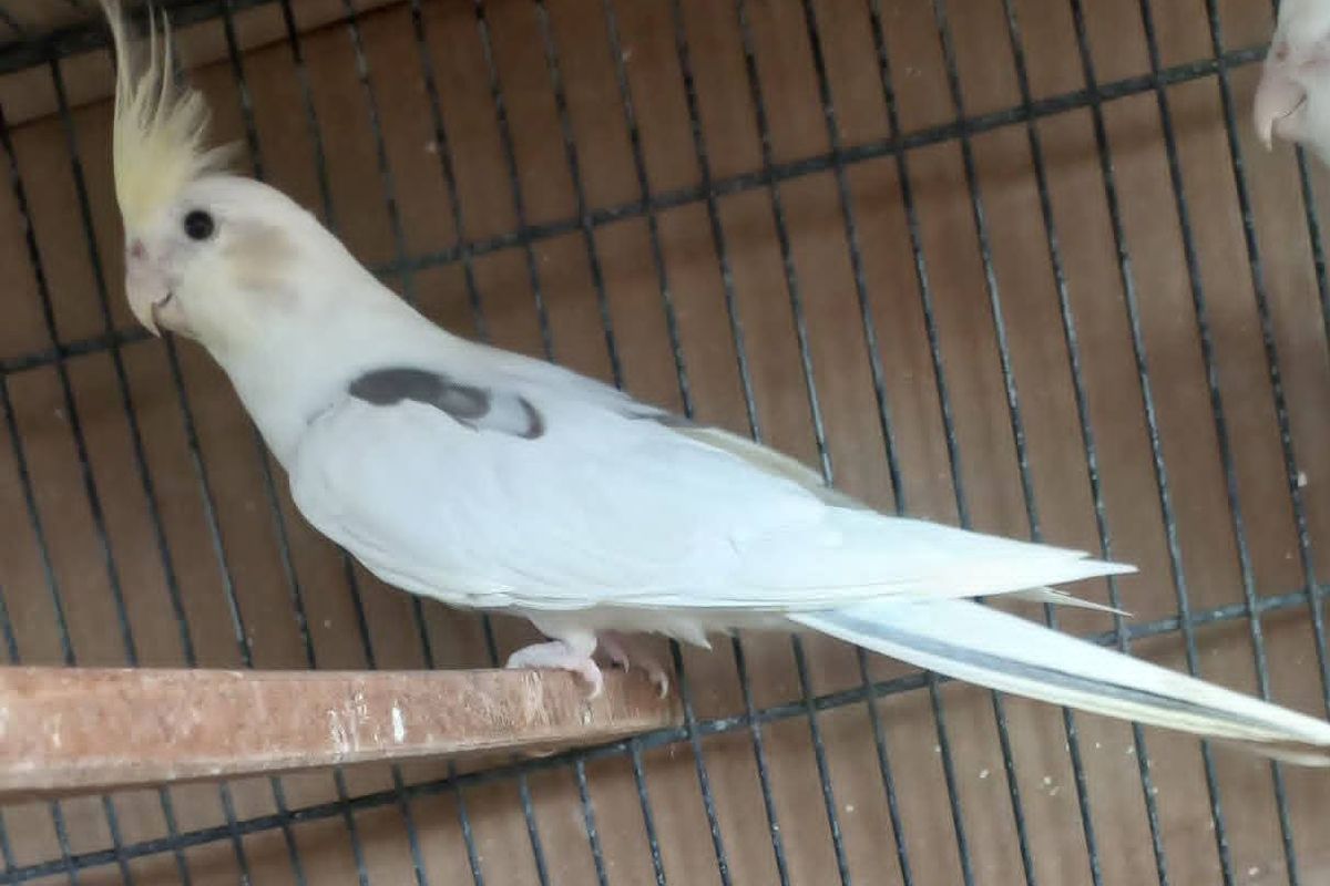 Wing and Toenail Clipping for Pet Birds: A Safe Owner’s Guide