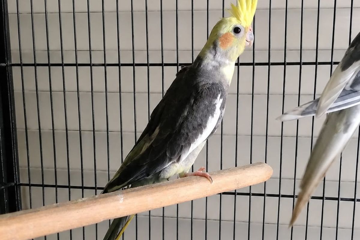 Proper Ventilation for Cockatiels