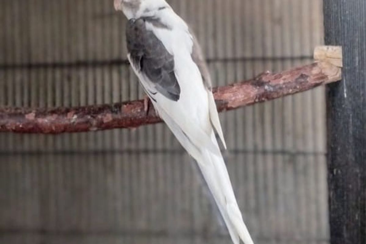 کاکاٹیل (Cockatiel) Infertile انڈے