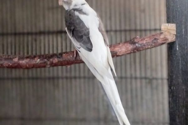 کاکاٹیل (Cockatiel) Infertile انڈے