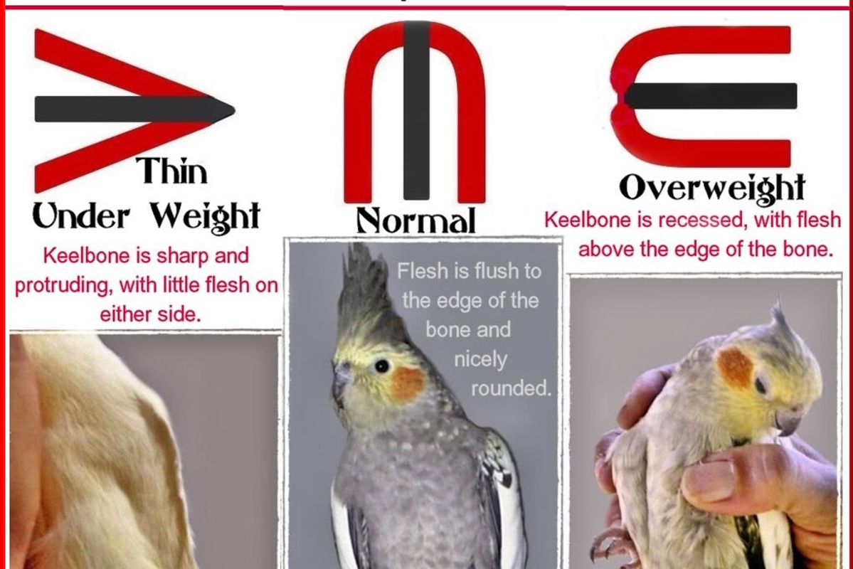 THE KEEL BONE IN COCKATIELS