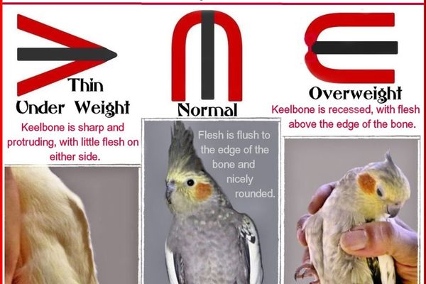 کاکاٹیلز میں کیل بون* *KEEL BONE IN COCKATIELS*
