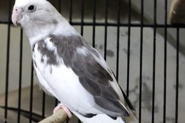*کاکٹیل کی افزائش کے لیے بہترین ماحول کی تیاری*