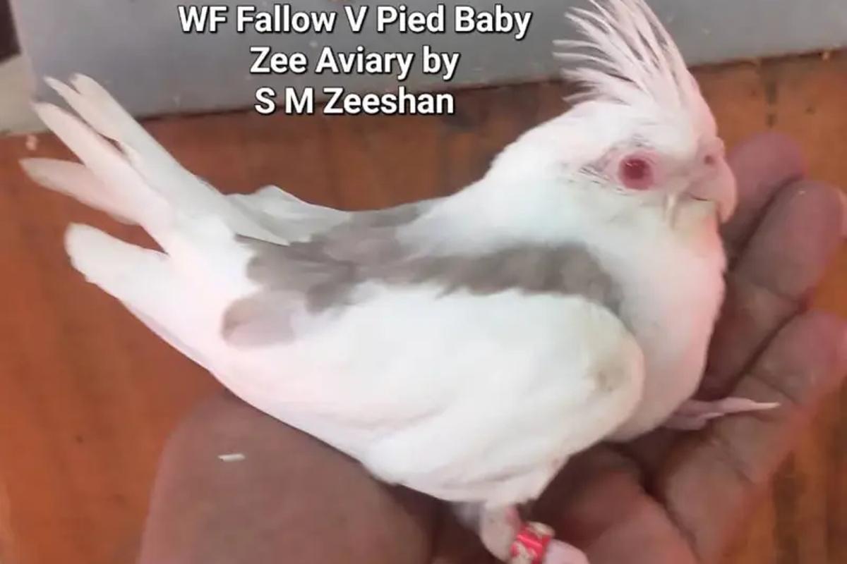 Cockatiels: Socialization and tameness: