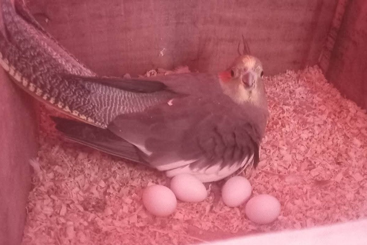 Cockatiels Colour Pigments
