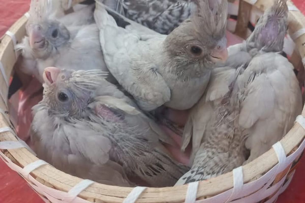 Silver and Emerald Cockatiels Combination