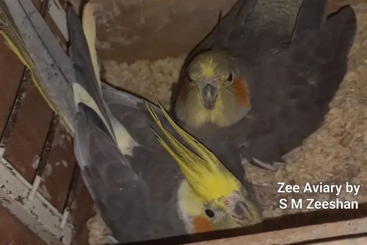 Strong pairing in Cockatiels