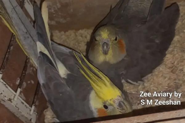 Strong pairing in Cockatiels