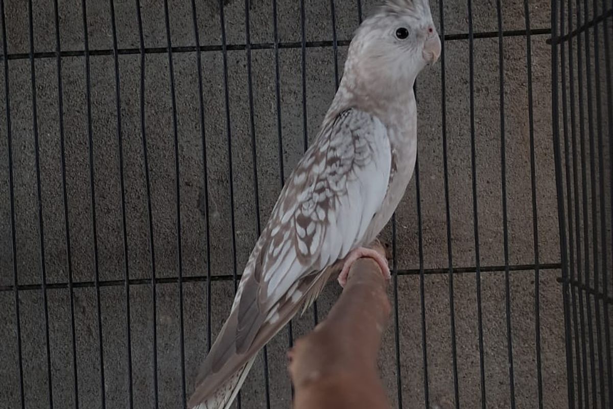 What is Opaline? Gene type: Sex-linked recessive