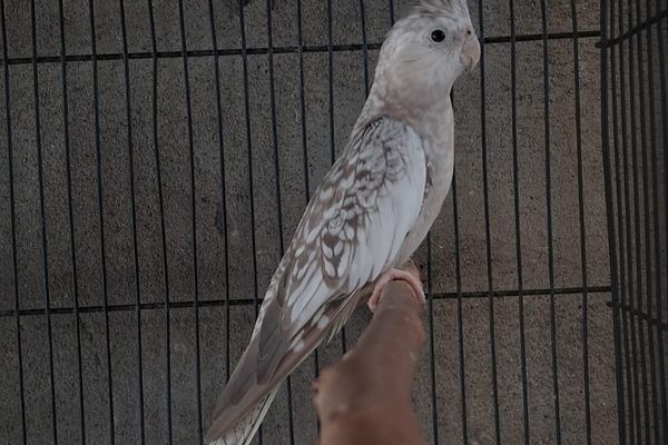 What is Opaline? Gene type: Sex-linked recessive