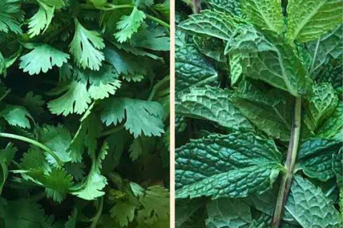Corriander and Mint for Cockatiels