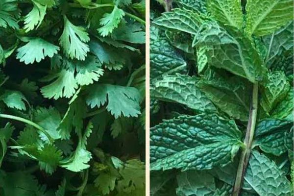 Corriander and Mint for Cockatiels