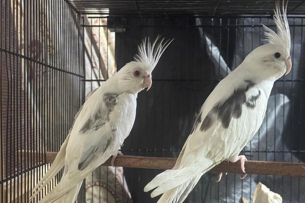 How Do I Manage My Birds???