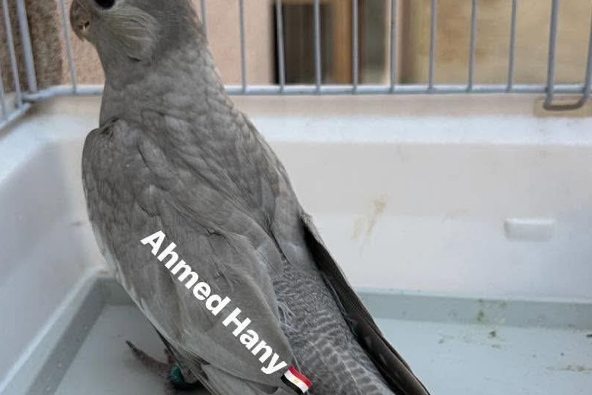 The Rainbow Cockatiel and the Nature of the Emerald Mutation