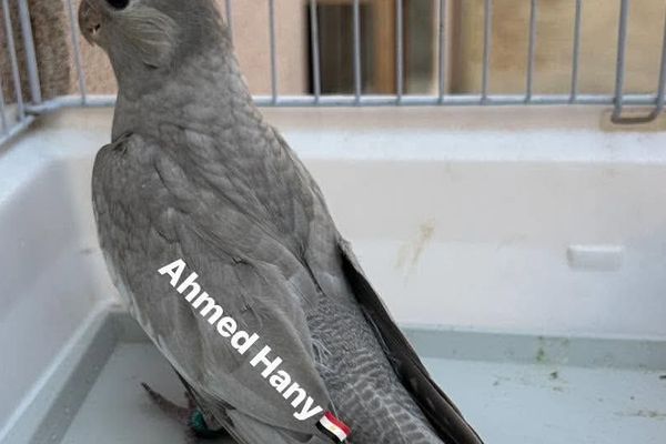 The Rainbow Cockatiel and the Nature of the Emerald Mutation