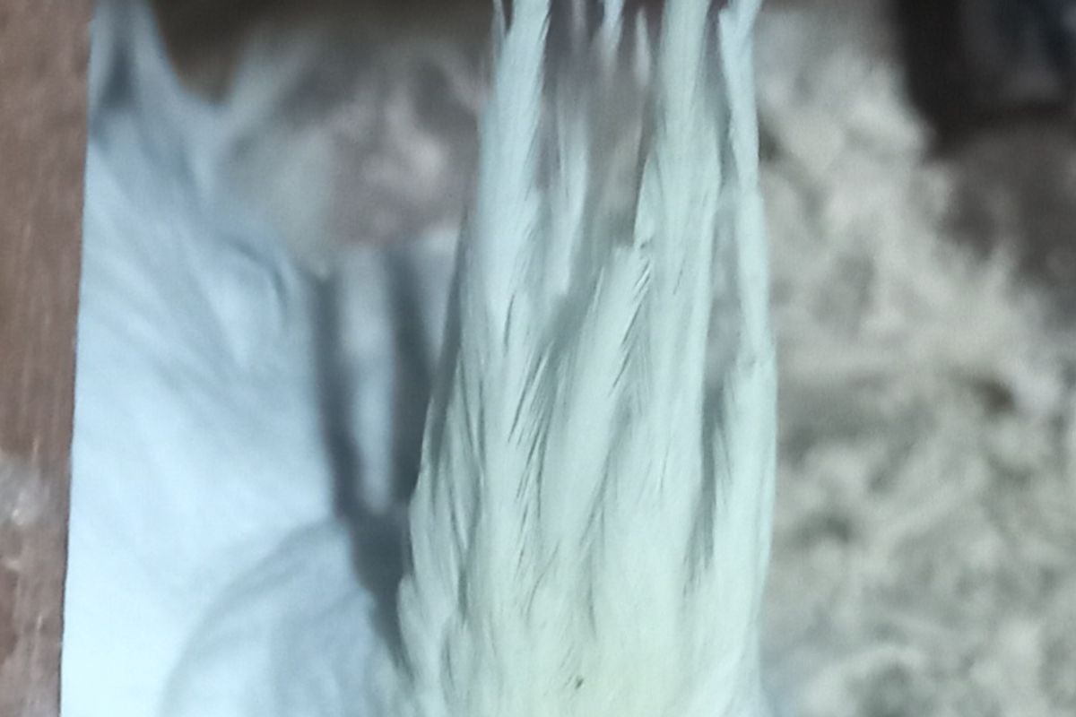 Candling Cockatiel Eggs