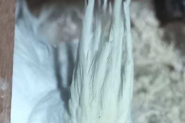 Candling Cockatiel Eggs