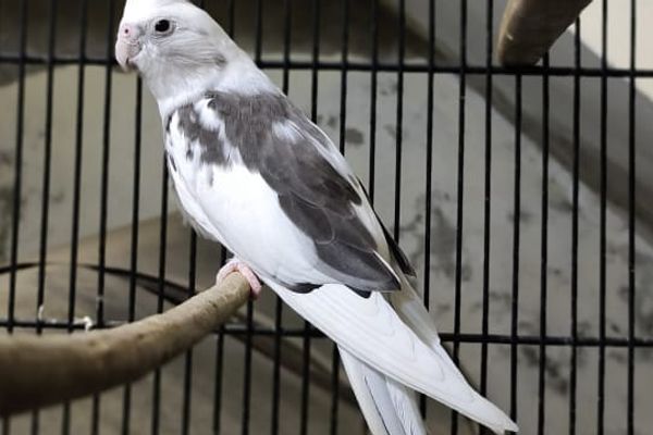 *کاکٹیل کی افزائش کے لیے ایک عملی رہنمائی*