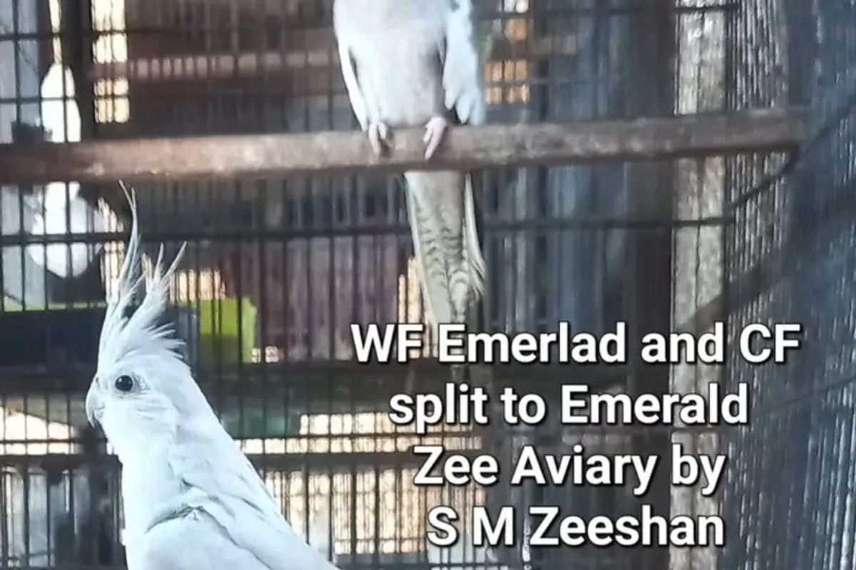 Emerald Cockatiels