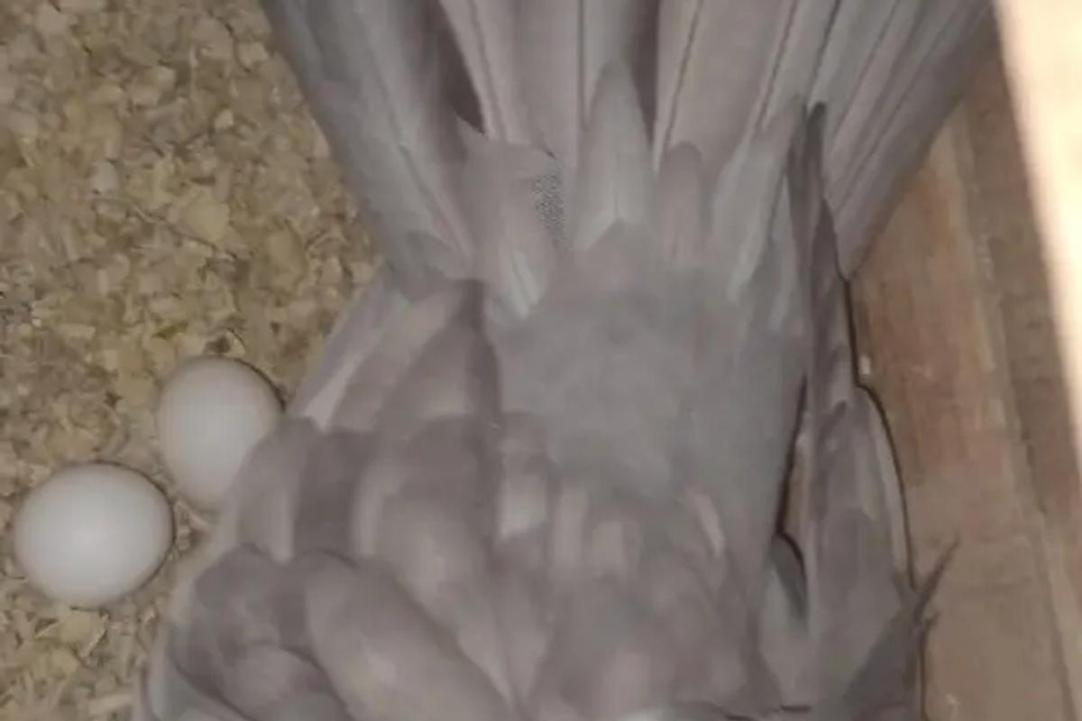 Incubation of eggs