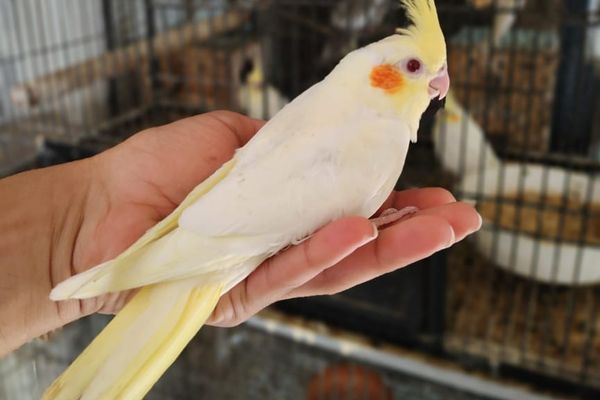 کاکٹیل کی رنگوں اور جینیاتی تبدیلیوں کی اقسام
