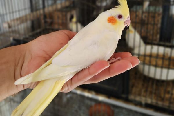 Breeder’s Mindset & Responsible Bird Keeping