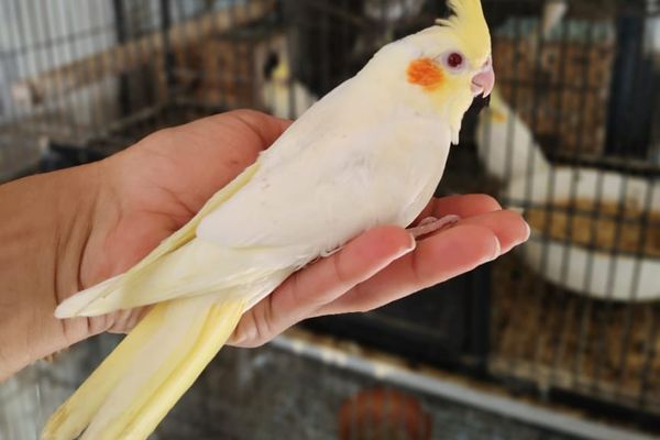 Designing the Ideal Cockatiel Breeding Setup