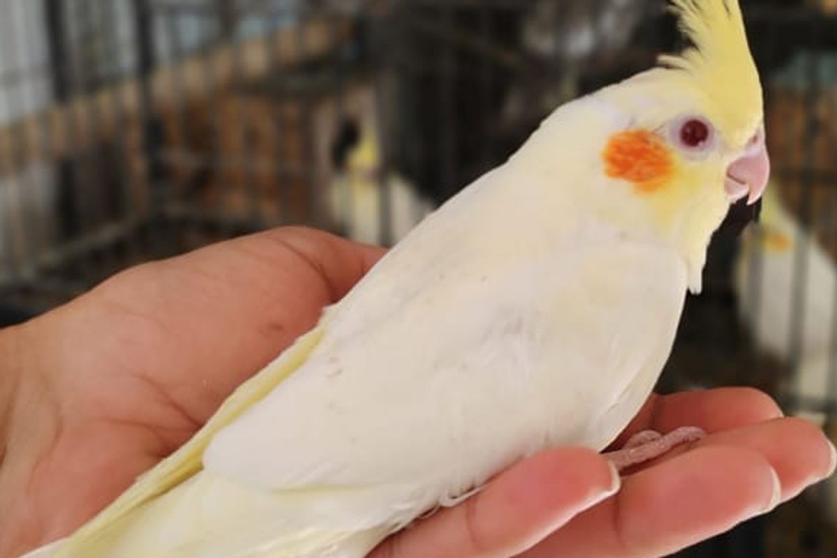 From Good Nutrition to Healthy Chicks: A Practical Guide to Cockatiel Breeding