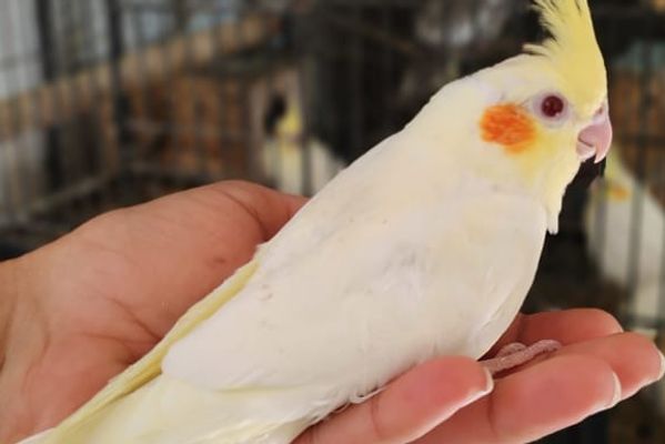 From Good Nutrition to Healthy Chicks: A Practical Guide to Cockatiel Breeding