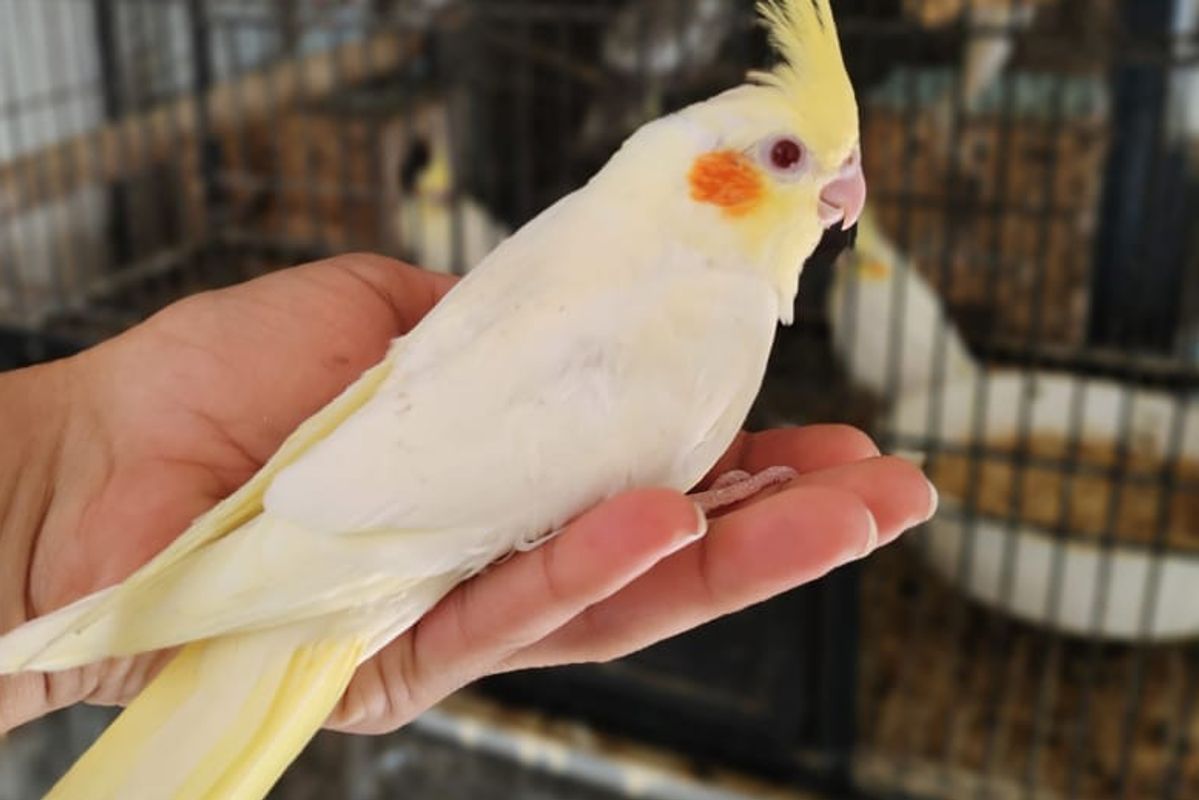 Cockatiel Mutations & Genetics