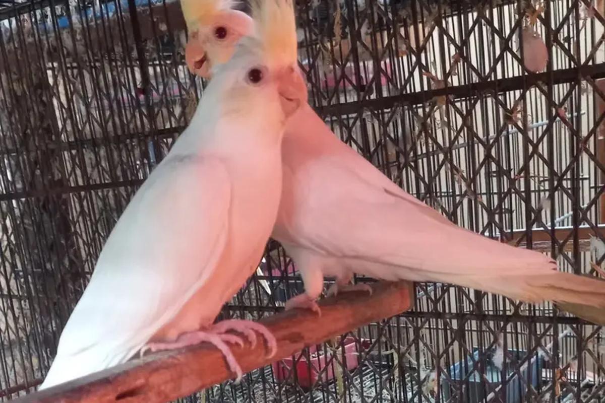 Weak/Avoid Pairings in Cockatiels