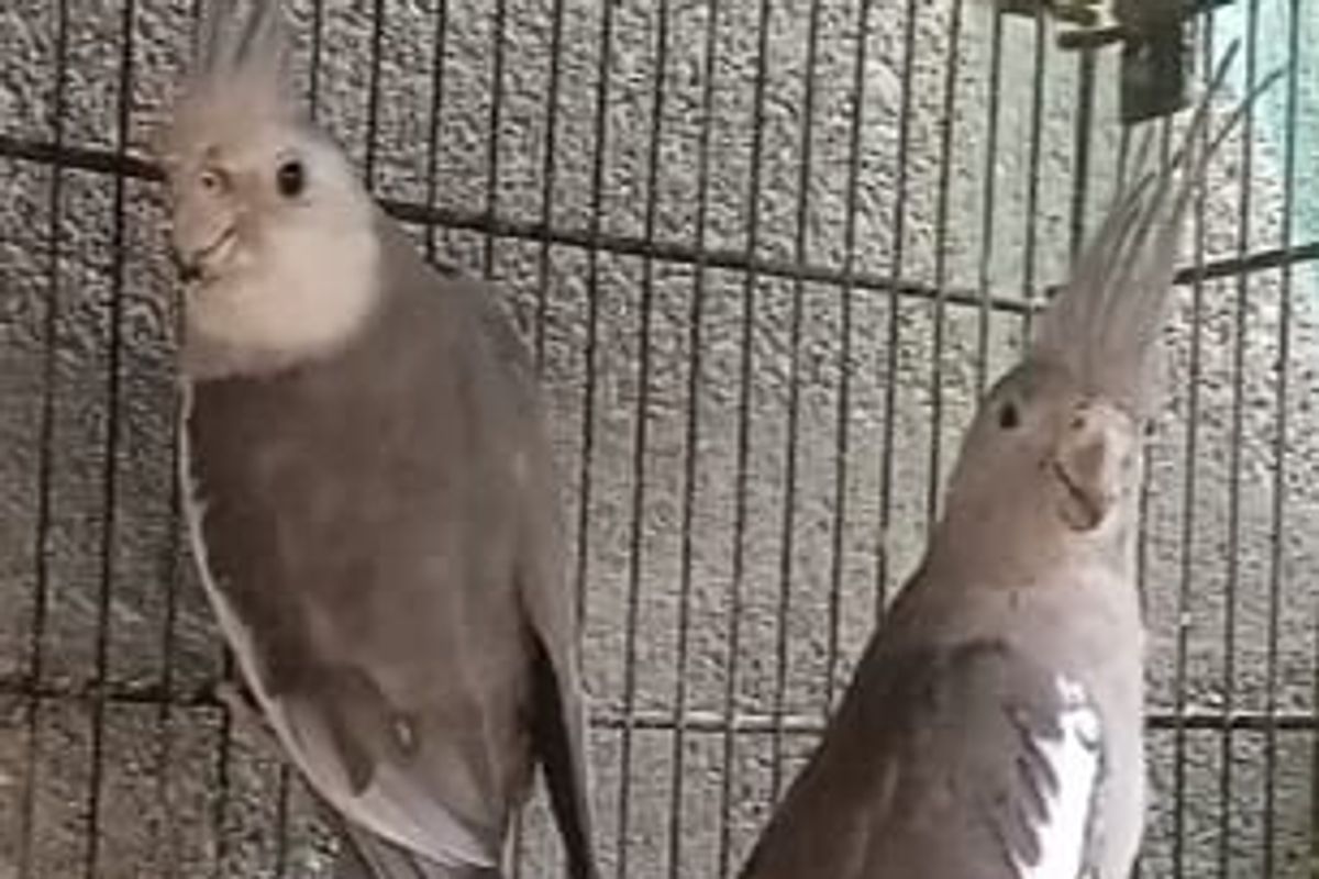 MORTALITY IN COCKATIEL CHICKS