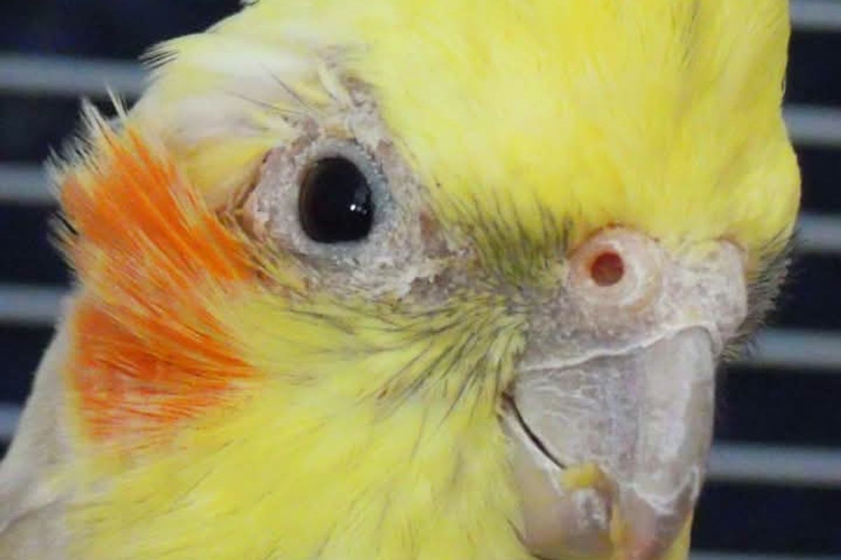 پیرٹس میں مائیٹس (Mites in birds)