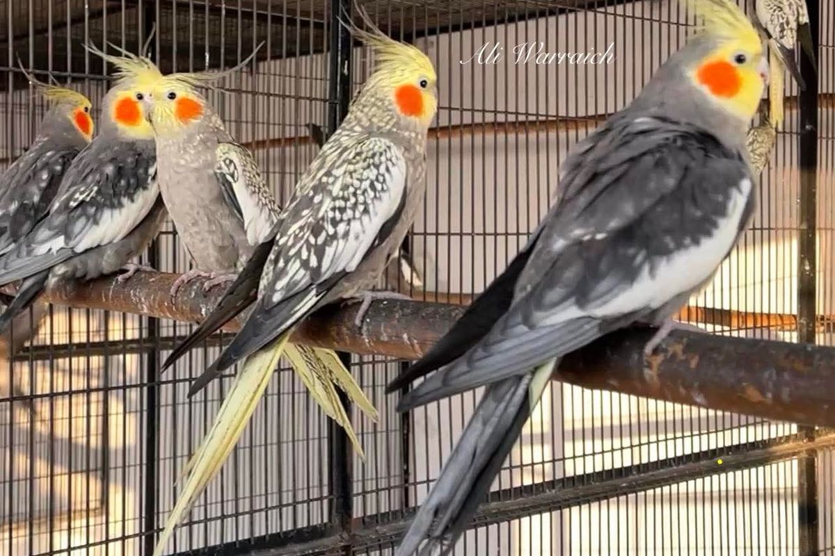 Molting in Birds Specially Cockatiels
