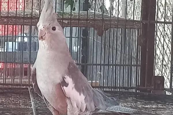 Cockatiels
