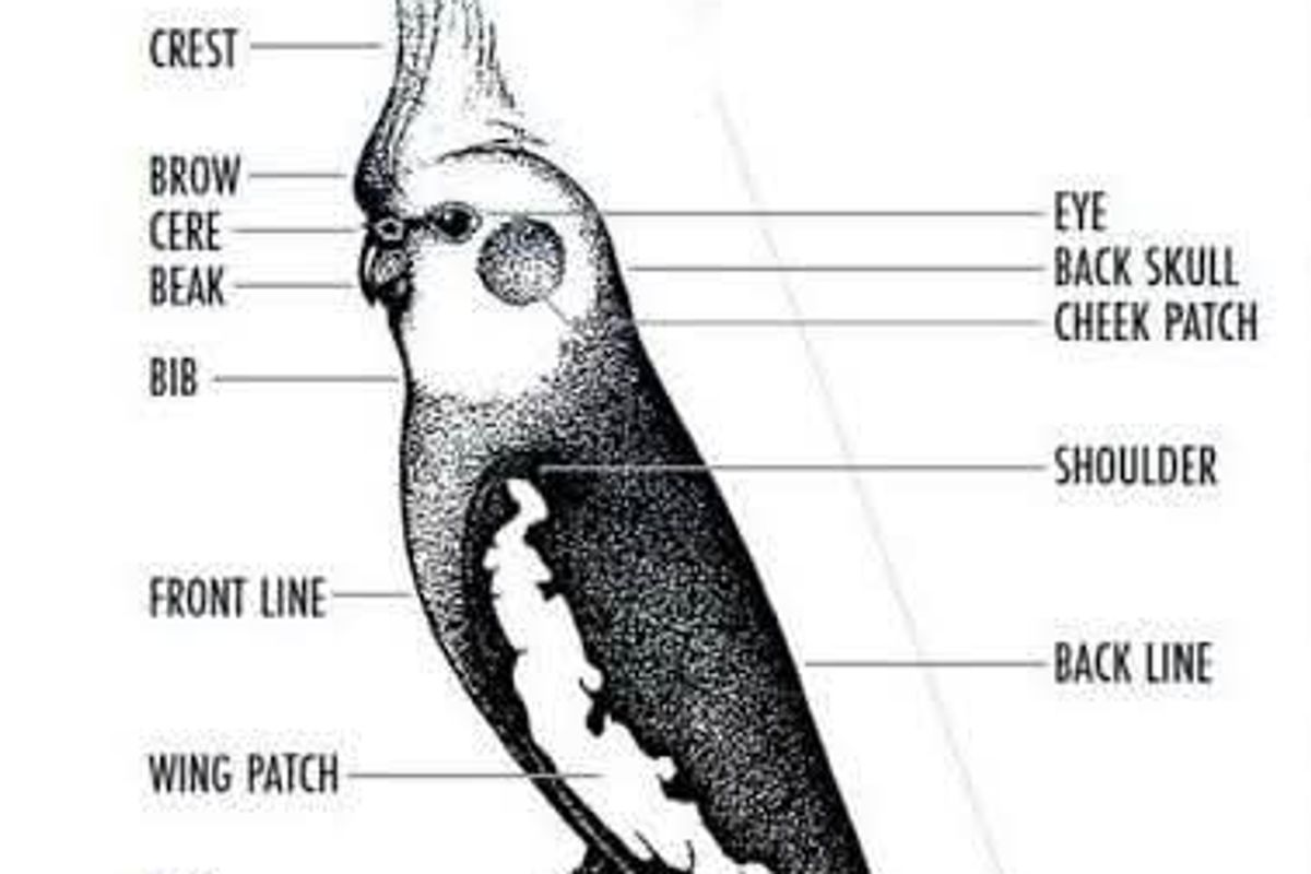 Cockatiels terms/terminologies/abbreviations