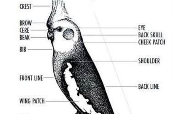 Cockatiels terms/terminologies/abbreviations
