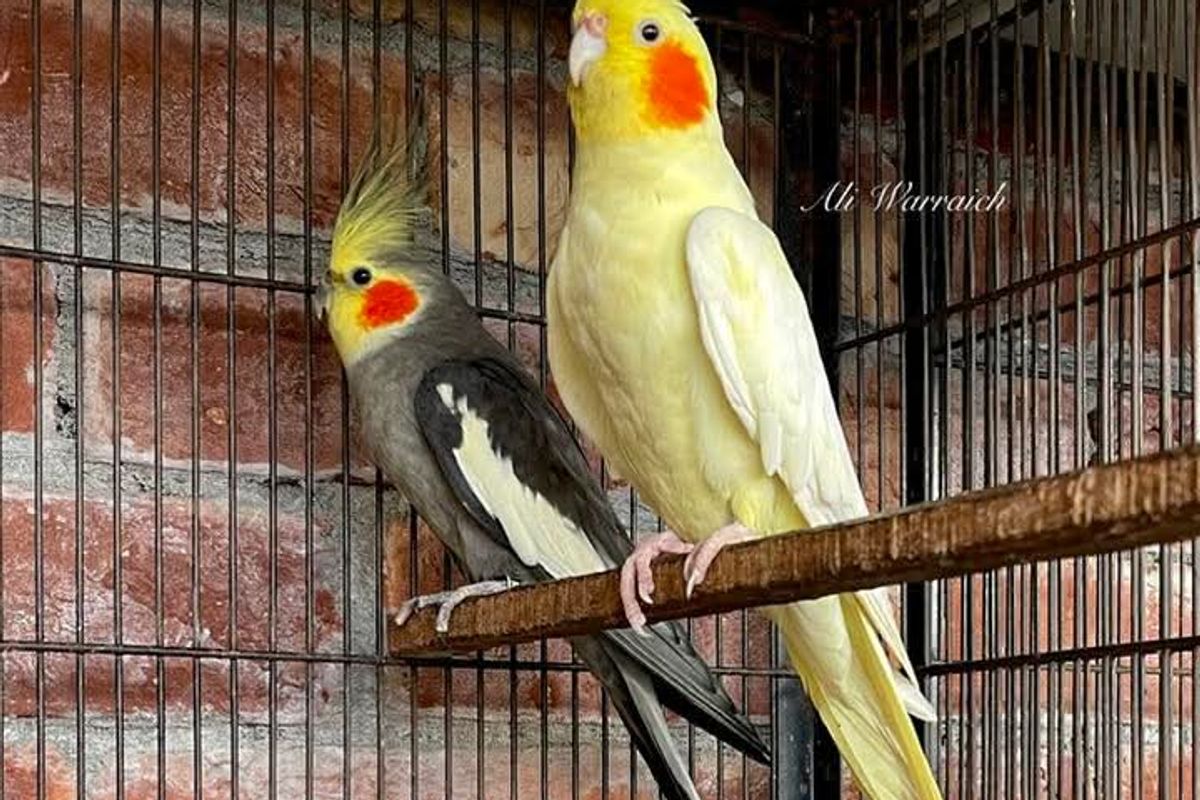 Lutino Cockatiels