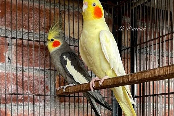 Lutino Cockatiels