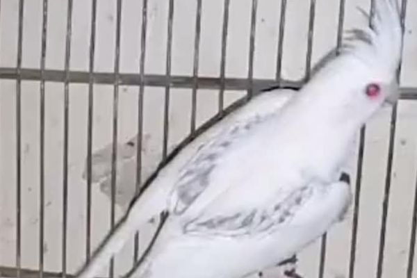 کاکٹیل بریڈنگ کے حوالے سے چند اہم نکات