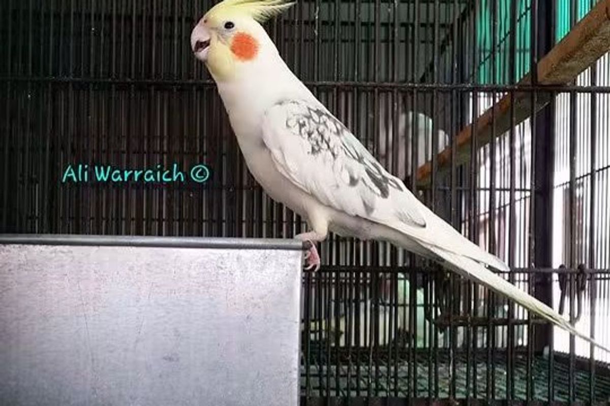 Diet of Cockatiels