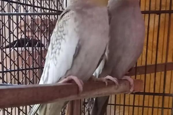 پرندوں میں نر خوری* CANNIBALISM IN BIRDS