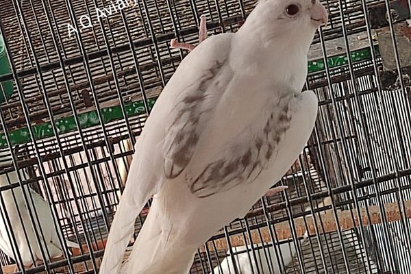 Some Important Points About Cockatiel Breeding