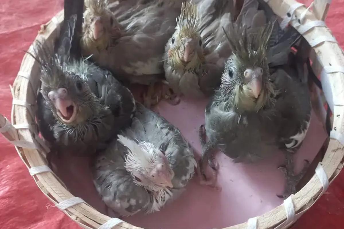 Kiya crop milk/feeding by parents (naturally) in wild or cage birds naimul badal hoskta hy of any multinational brand?
